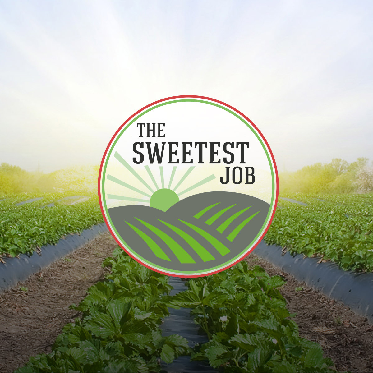 The Sweetest Job